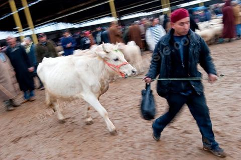 Marché aux bestiaux bovins et ovidés à Tunis, Vente aux enchères et vente en gros du bétail mouton, agneaux, chèvres, vaches, veau