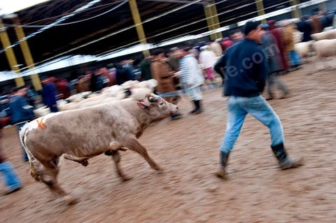 Marché aux bestiaux bovins et ovidés à Tunis, Vente aux enchères et vente en gros du bétail mouton, agneaux, chèvres, vaches, veau