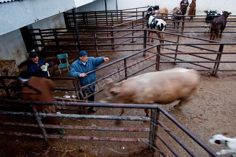 Marché aux bestiaux bovins et ovidés à Tunis, Vente aux enchères et vente en gros du bétail mouton, agneaux, chèvres, vaches, veau