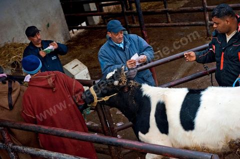 Marché aux bestiaux bovins et ovidés à Tunis, Vente aux enchères et vente en gros du bétail mouton, agneaux, chèvres, vaches, veau