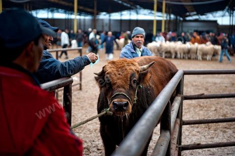 Marché aux bestiaux bovins et ovidés à Tunis, Vente aux enchères et vente en gros du bétail mouton, agneaux, chèvres, vaches, veau