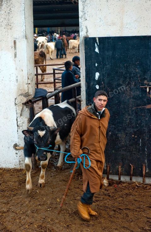 Marché aux bestiaux bovins et ovidés à Tunis, Vente aux enchères et vente en gros du bétail mouton, agneaux, chèvres, vaches, veau