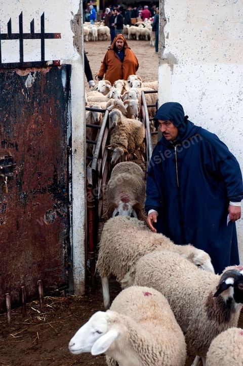 Marché aux bestiaux bovins et ovidés à Tunis, Vente aux enchères et vente en gros du bétail mouton, agneaux, chèvres, vaches, veau