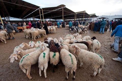Marché aux bestiaux bovins et ovidés à Tunis, Vente aux enchères et vente en gros du bétail mouton, agneaux, chèvres, vaches, veau