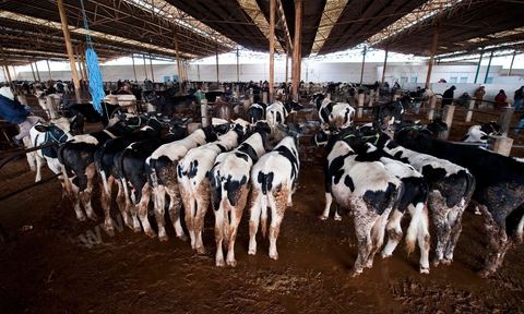 Marché aux bestiaux bovins et ovidés à Tunis, Vente aux enchères et vente en gros du bétail mouton, agneaux, chèvres, vaches, veau