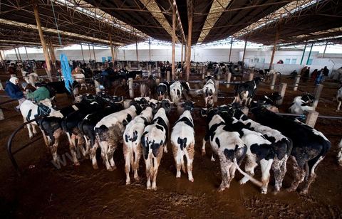 Marché aux bestiaux bovins et ovidés à Tunis, Vente aux enchères et vente en gros du bétail mouton, agneaux, chèvres, vaches, veau