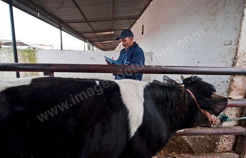 Marché aux bestiaux bovins et ovidés à Tunis, Vente aux enchères et vente en gros du bétail mouton, agneaux, chèvres, vaches, veau