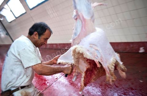 Les abattoirs municipaux de Tunis El Mourouj géré par la société Ellouhoum pour bovins et ovidés.
