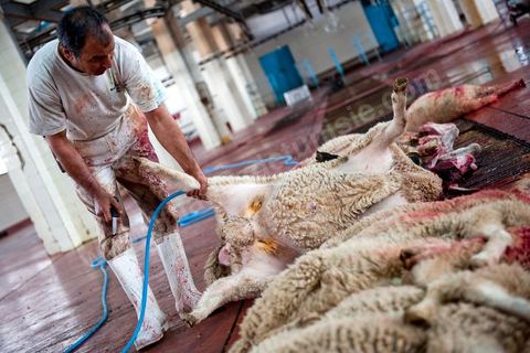 Les abattoirs municipaux de Tunis El Mourouj géré par la société Ellouhoum pour bovins et ovidés.