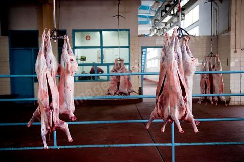 Les abattoirs municipaux de Tunis El Mourouj géré par la société Ellouhoum pour bovins et ovidés.