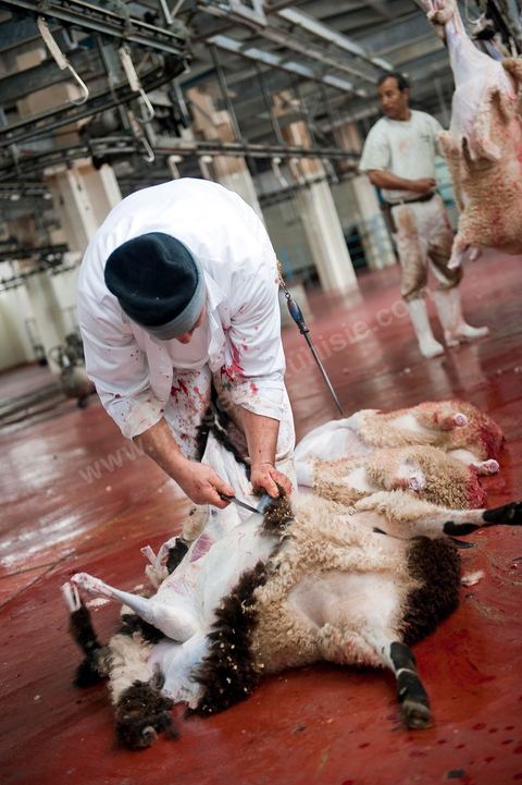 Les abattoirs municipaux de Tunis El Mourouj géré par la société Ellouhoum pour bovins et ovidés.