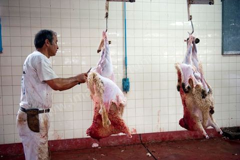 Les abattoirs municipaux de Tunis El Mourouj géré par la société Ellouhoum pour bovins et ovidés.