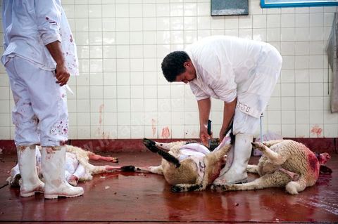 Les abattoirs municipaux de Tunis El Mourouj géré par la société Ellouhoum pour bovins et ovidés.