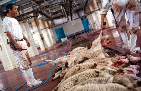Les abattoirs municipaux de Tunis El Mourouj géré par la société Ellouhoum pour bovins et ovidés.