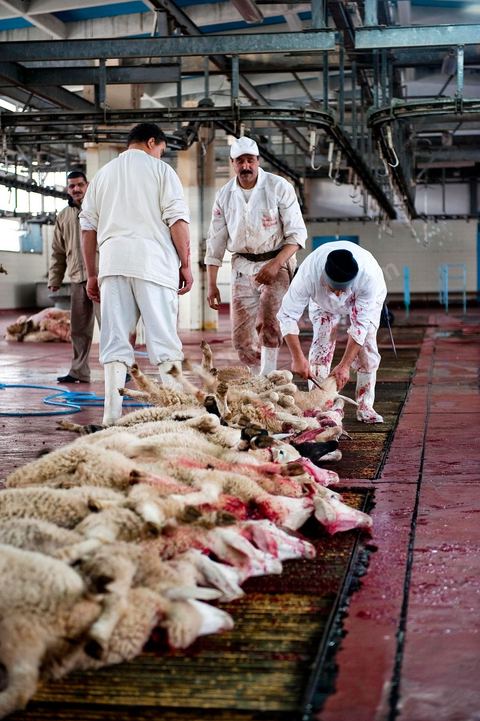 Les abattoirs municipaux de Tunis El Mourouj géré par la société Ellouhoum pour bovins et ovidés.