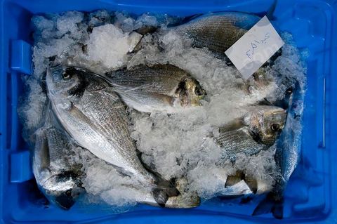 Caisse de Daurade à la Halle aux poissons du marché de gros de Tunis à El Mourouj