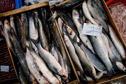 Caisse de poissons à la Halle aux poissons du marché de gros de Tunis à El Mourouj