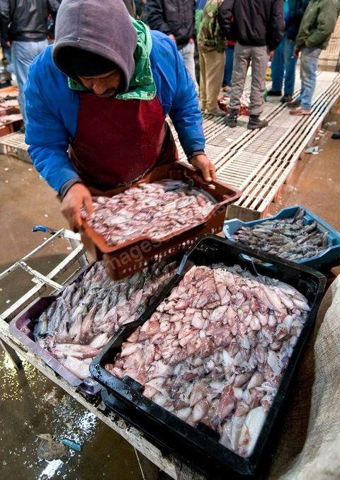caisse de poissons après la pesée à la Halle aux poissons du marché de gros de Tunis à El Mourouj