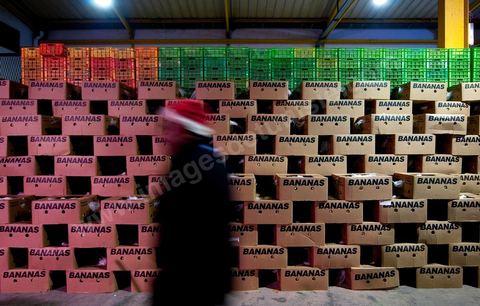 Etale et vendeurs de bannanes à la Halle aux fruits et légumes du marché de gros de Tunis à El MouroujHalle aux fruits et légumes du marché de gros de Tunis à El Mourouj