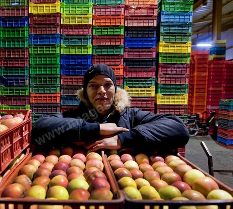 Etales et venderu de pommes à la Halle aux fruits et légumes du marché de gros de Tunis à El Mourouj