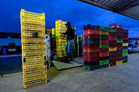 Chargement à l'entrée d'une des trois Halles aux fruits et légumes du marché de gros de Tunis à El Mourouj
