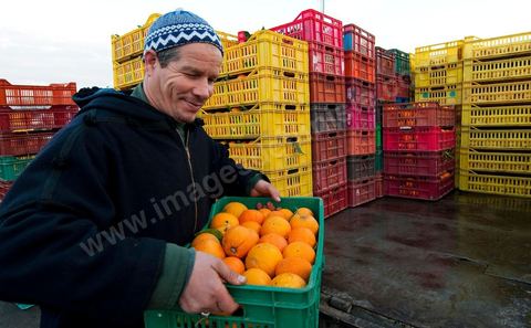 Chargement de légumes devant la Halle aux fruits et légumes du marché de gros de Tunis à El Mourouj
