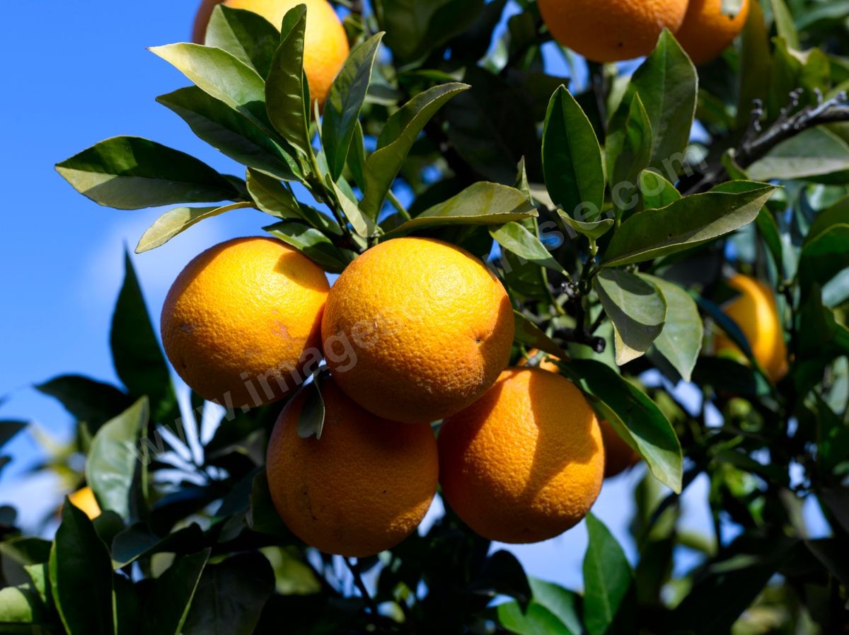 Les oranges et agrumes