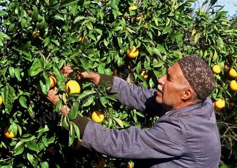 Cueillette des oranges au cap bon