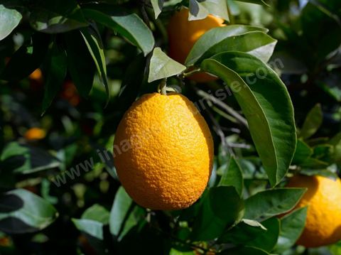 Cueillette des oranges dans les orangeraies du Cap Bon près de Turki