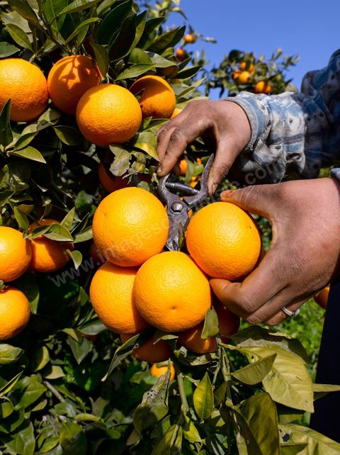 Cueillette des oranges dans les orangeraies du Cap Bon près de Turki