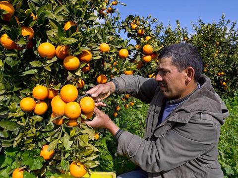 Cueillette des oranges dans les orangeraies du Cap Bon près de Turki
