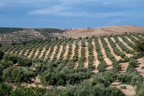 Au domaine Ben Ismail, situé à Toukaber, près Medjez el Bab ets un domaine agricole ou se produit une huile bio et raffinée mais également du fromage de chèvre de la race « dmen », le développement d’un tourisme alternatif basé sur l’agrotourisme est en cours. viviste du domaine avec Mohamed Ben Ismail.