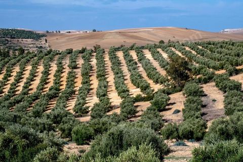 Au domaine Ben Ismail, situé à Toukaber, près Medjez el Bab ets un domaine agricole ou se produit une huile bio et raffinée mais également du fromage de chèvre de la race « dmen », le développement d’un tourisme alternatif basé sur l’agrotourisme est en cours. viviste du domaine avec Mohamed Ben Ismail.
