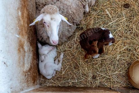 Au domaine Ben Ismail, situé à Toukaber, près Medjez el Bab ets un domaine agricole ou se produit une huile bio et raffinée mais également du fromage de chèvre de la race « dmen », le développement d’un tourisme alternatif basé sur l’agrotourisme est en cours. viviste du domaine avec Mohamed Ben Ismail.