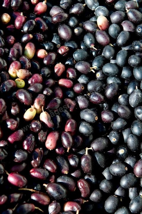 Huilerie traditionnelle - Mellita - Ile de Djerba - olives - huile d'olives - pression à froid