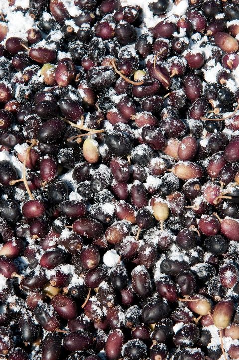 Huilerie traditionnelle - Mellita - Ile de Djerba - olives - huile d'olives - pression à froid