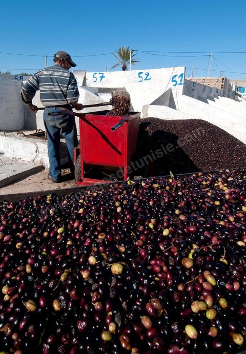 Huilerie traditionnelle - Mellita - Ile de Djerba - olives - huile d'olives - pression à froid