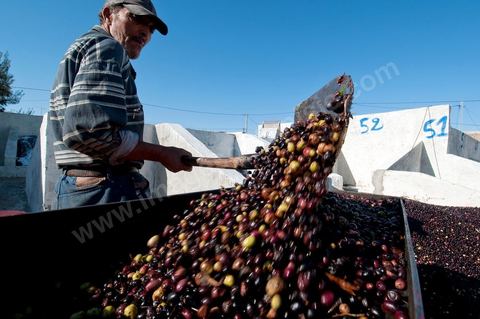 Huilerie traditionnelle - Mellita - Ile de Djerba - olives - huile d'olives - pression à froid