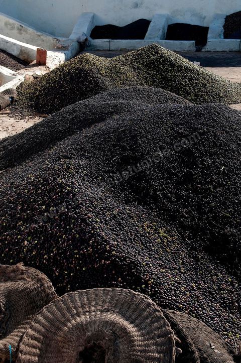 Huilerie traditionnelle - Mellita - Ile de Djerba - olives - huile d'olives - pression à froid