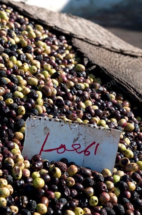 Huilerie traditionnelle - Mellita - Ile de Djerba - olives - huile d'olives - pression à froid