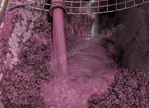 la Cave de Grombalia au Cap Bon n’a cessé d’investir pour devenir un des fleurons des Vignerons de Carthage ( UCCV ), digne des unités de vinifications les plus performantes que l’on peut voir en Europe.