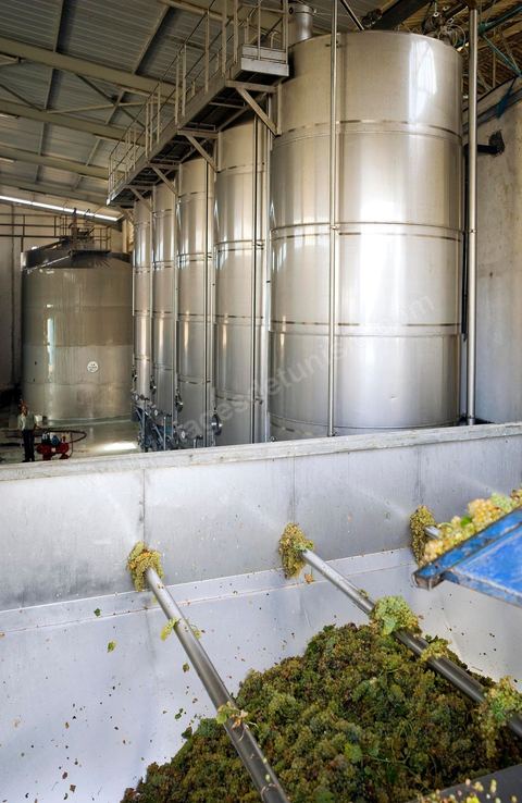 Créée en 1948, la Cave de Kélibia compte aujourd’hui 160 adhérents pour une production moyenne de 11000 hl pour 640 ha de cépage Muscat d’Alexandrie produisant la fameuse AOC Premier Cru Muscat sec de Kélibia, et environ 120 ha de Chardonnay- Grenache blanc - Ugni Blanc - Vermentino- Syrah - Grenache noir. Vignerons de Carthage UCCV