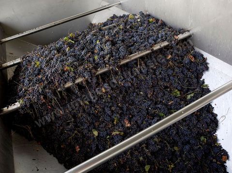 Créée en 1948, la Cave de Kélibia compte aujourd’hui 160 adhérents pour une production moyenne de 11000 hl pour 640 ha de cépage Muscat d’Alexandrie produisant la fameuse AOC Premier Cru Muscat sec de Kélibia, et environ 120 ha de Chardonnay- Grenache blanc - Ugni Blanc - Vermentino- Syrah - Grenache noir. Vignerons de Carthage UCCV