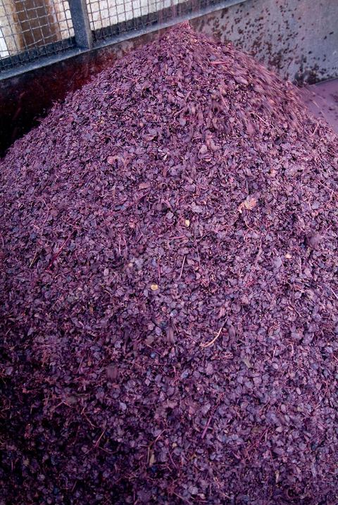 Créée en 1948, la Cave de Kélibia compte aujourd’hui 160 adhérents pour une production moyenne de 11000 hl pour 640 ha de cépage Muscat d’Alexandrie produisant la fameuse AOC Premier Cru Muscat sec de Kélibia, et environ 120 ha de Chardonnay- Grenache blanc - Ugni Blanc - Vermentino- Syrah - Grenache noir. Vignerons de Carthage UCCV