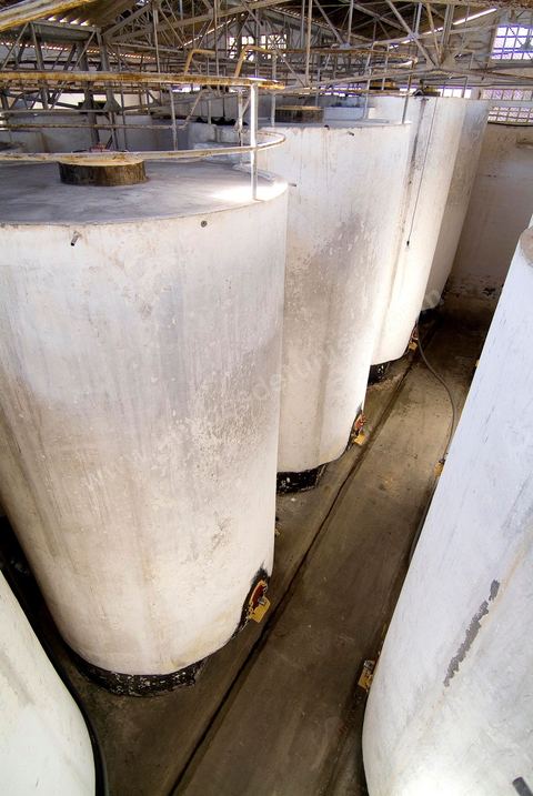 Créée en 1948, la Cave de Kélibia compte aujourd’hui 160 adhérents pour une production moyenne de 11000 hl pour 640 ha de cépage Muscat d’Alexandrie produisant la fameuse AOC Premier Cru Muscat sec de Kélibia, et environ 120 ha de Chardonnay- Grenache blanc - Ugni Blanc - Vermentino- Syrah - Grenache noir. Vignerons de Carthage UCCV