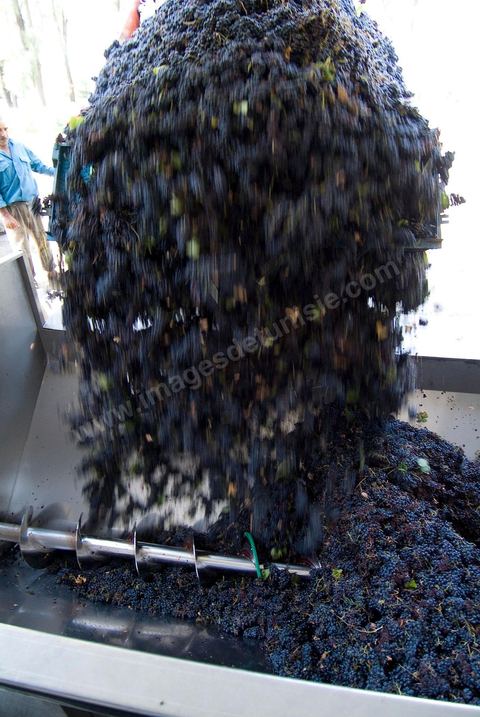 la Cave de Grombalia au Cap Bon n’a cessé d’investir pour devenir un des fleurons des Vignerons de Carthage ( UCCV ), digne des unités de vinifications les plus performantes que l’on peut voir en Europe.