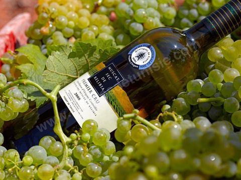 Bouteille de vin blanc de Muscat sec de Kelibia posait dans grappes de raisins blanc au coeur du domaine viticole de Kelibia