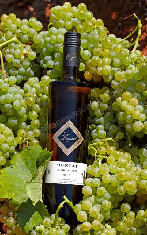 Bouteille de Muscat doux Passum posait dans grappes de raisins blanc au coeur du domaine viticole de Kelibia