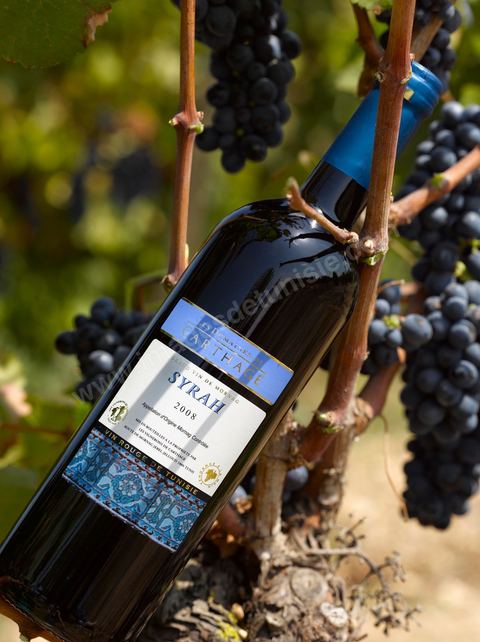 Bouteille de vin rouge Syrah posait sur des pieds de vignes au coeur du domaine viticole de Magon