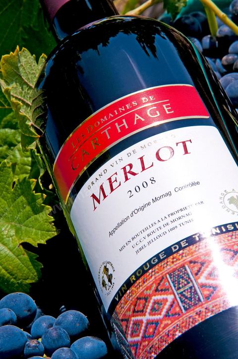 Bouteille de vin rouge Merlot posait sur des pieds de vignes au coeur du domaine viticole de Magon